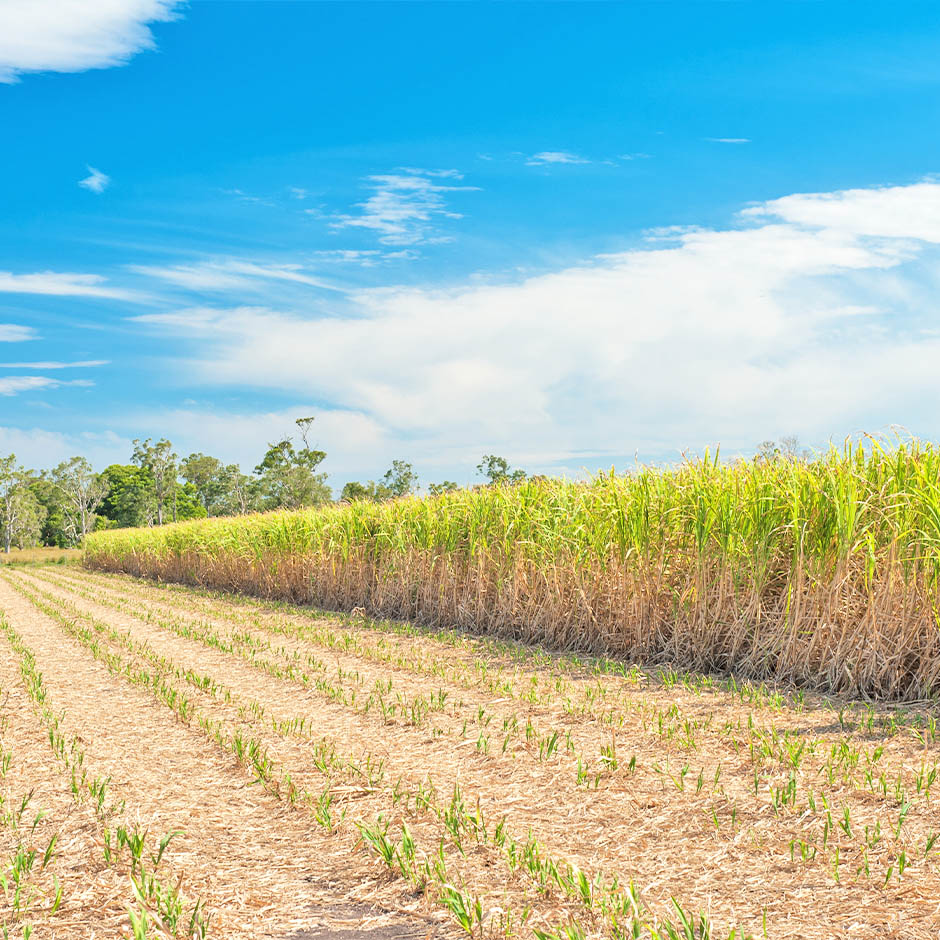 製糖へのこだわり画像