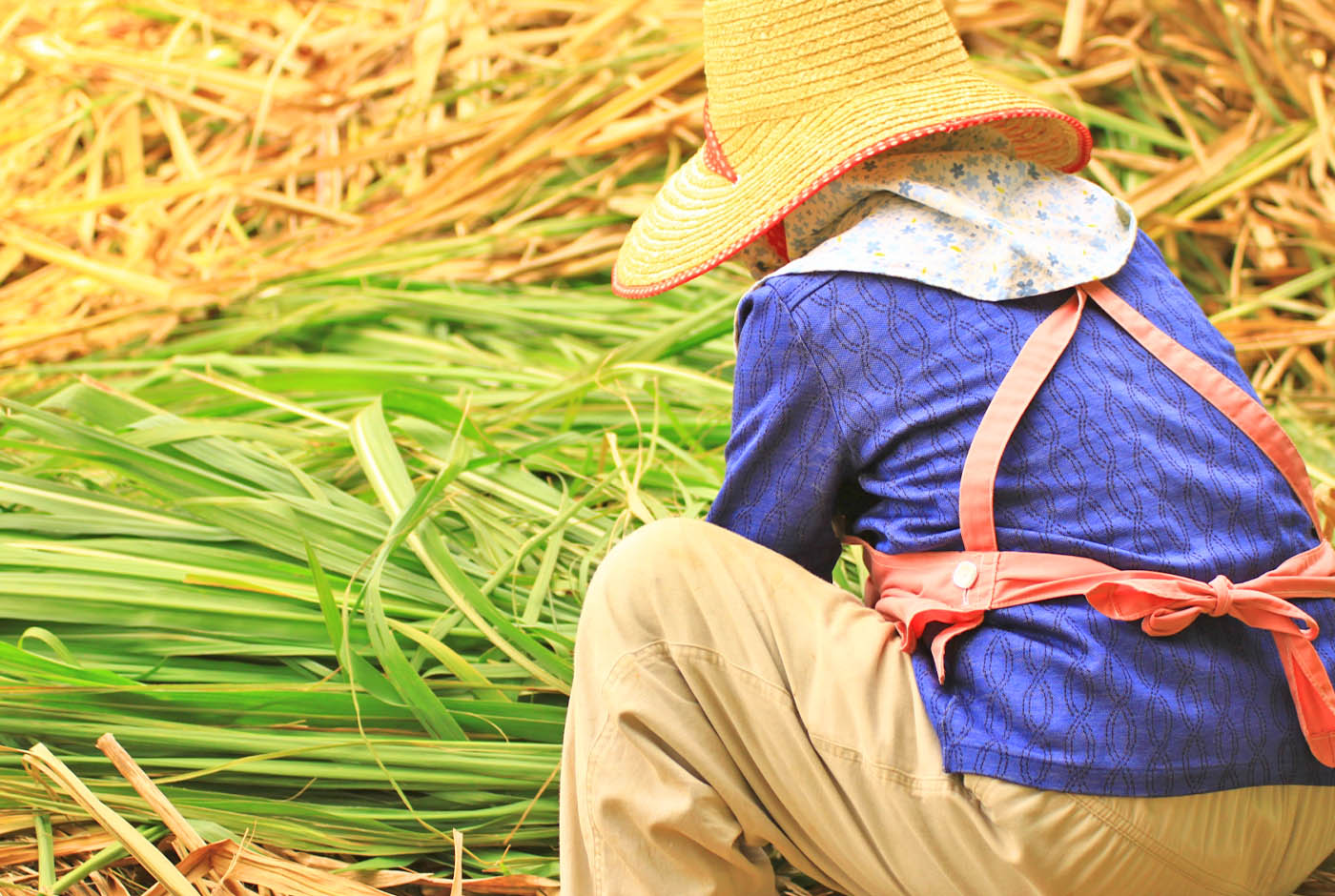 製糖へのこだわり画像